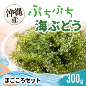 ふるさと納税 糸満市 「ぷちぷち海ぶどう」まごころセット 300g 沖縄県 糸満市