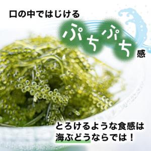 ふるさと納税 糸満市 「ぷちぷち海ぶどう」まご...の詳細画像1