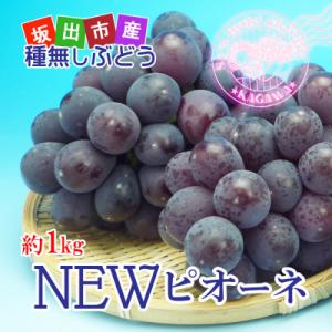 ふるさと納税 坂出市 ニューピオーネ 約1kg ...の商品画像