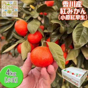 ふるさと納税 高松市 『2025年冬先行受付』香川オリジナル品種「紅みかん(小原紅早生)」小玉4kg｜Yahoo!ふるさと納税
