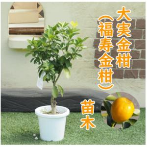 ふるさと納税 朝倉市 大実金柑 苗木 普通のキン...の商品画像