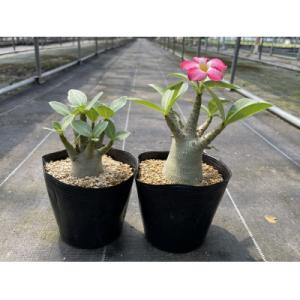ふるさと納税 長与町 Adenium arabicum アデニウム アラビカム 2株 長与町/アグリューム