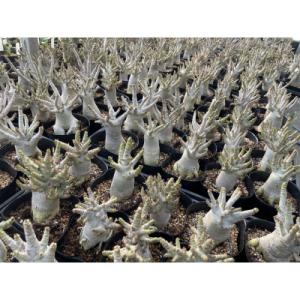 ふるさと納税 長与町 Adenium arab...の詳細画像2
