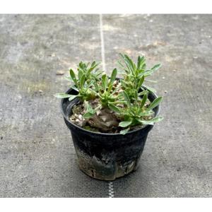 ふるさと納税 長与町 ユーフォルビア 峨眉山(ガ...の商品画像