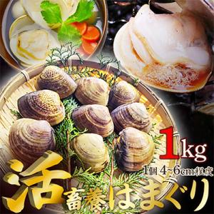 ふるさと納税 京丹後市 肉厚 畜養活はまぐり 1kg(23〜33個前後)　一粒一粒を選別し新鮮なハマ...