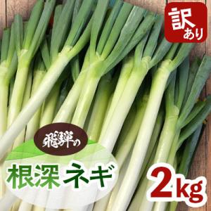ふるさと納税 飛騨市 【先行受付】＜訳あり＞飛騨の根深 ネギ  2kg