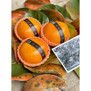 ふるさと納税 五條市 大玉高級富有柿　厳選6個