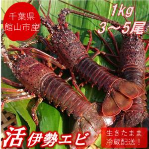 ふるさと納税 館山市 【先行予約】【金曜日発送】漁師直送!千葉県館山産 天然『活』伊勢海老　1kg(...