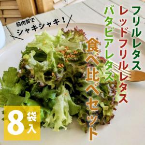 ふるさと納税 泉佐野市 フリルレタス/レッドフリルレタス/バタビアレタス 食べ比べセット(8袋入り)