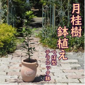 ふるさと納税 朝倉市 月桂樹の鉢植え(つぼ型鉢)