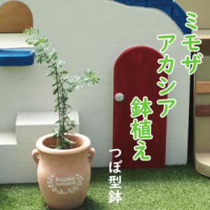 ふるさと納税 朝倉市 ミモザアカシアの鉢植え(つぼ型テラコッタ鉢)