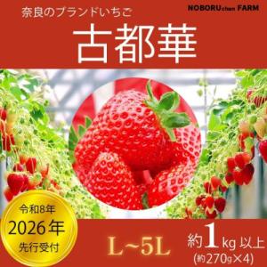 ふるさと納税 奈良市 2026年予約販売開始【2026年(令和8年)1月〜発送】のぼるちゃんファームの古都華いちご