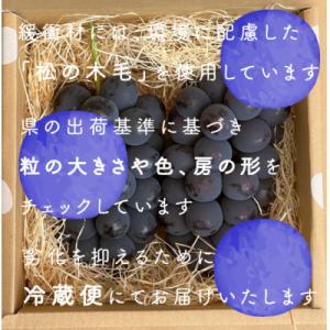 ふるさと納税 山梨市 巨峰ぶどう(種なし) 2...の詳細画像2