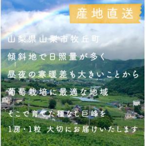 ふるさと納税 山梨市 巨峰ぶどう(種なし) 2...の詳細画像1