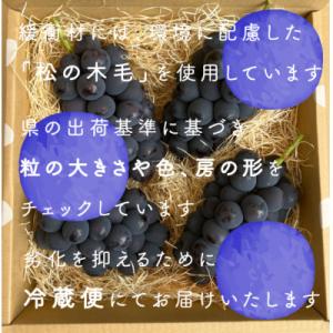 ふるさと納税 山梨市 巨峰ぶどう(種なし) 2...の詳細画像2