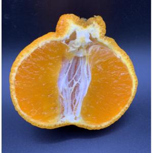 ふるさと納税 阿久根市 訳あり不知火【大将季】約4キロ