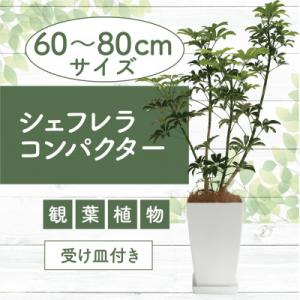 ふるさと納税 指宿市 【観葉植物】シェフレラ コンパクター60cm〜80cm(014-1740)