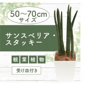 ふるさと納税 指宿市 【観葉植物】サンスベリア・スタッキー50cm〜70cm(016-1744)
