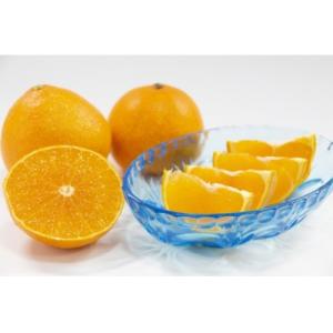 ふるさと納税 八幡浜市 【紅まどんな と同品種...の詳細画像1