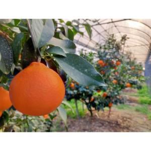 ふるさと納税 八幡浜市 【紅まどんな と同品種...の詳細画像2