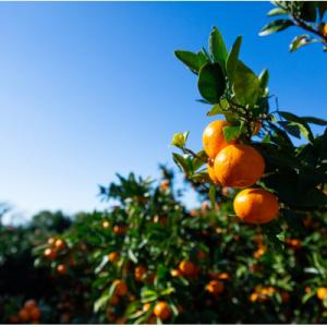 ふるさと納税 八幡浜市 【紅まどんな と同品種...の詳細画像3