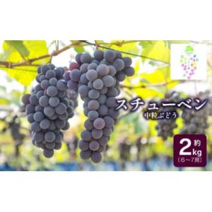 ふるさと納税 鶴岡市 【令和8年産先行予約】鶴岡市産 スチューベン 約2kg(6房〜7房) 中粒ぶどう　カラフルぶどう園