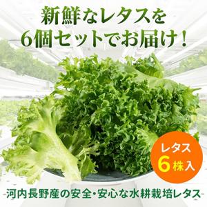 ふるさと納税 河内長野市 【ふるさと納税】河内長野産 ☆水耕栽培☆レタス 6個　栽培期間中農薬不使用