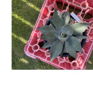 送料無料 奇想天外 ウェルウィッチア・ミラビリス 実生1年目 3号ロング