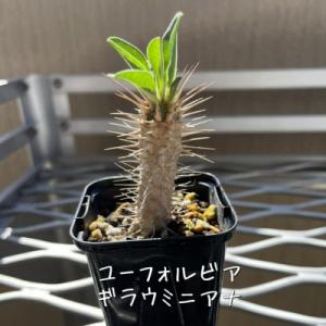 ふるさと納税 坂出市 ギラウミニアナの商品画像