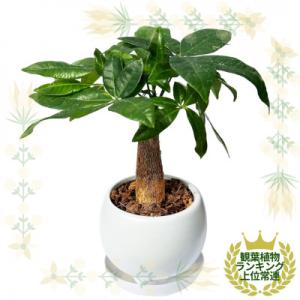 ふるさと納税 小山市 観葉植物　ミニ　パキラ　陶器　鉢植