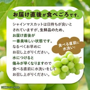 ふるさと納税 山梨市 【訳あり】 池田青果のシ...の詳細画像2