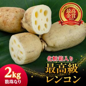 ふるさと納税 香取市 最高級レンコン2キロ【ギフトボックス入り】