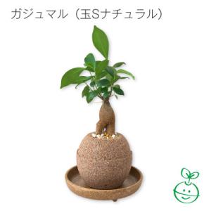 ふるさと納税 筑前町 幸せを見守るの木!ガジュマル 7号 ホワイト