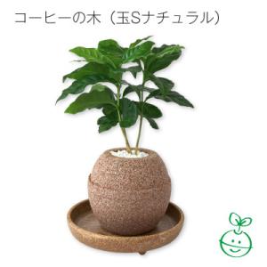 ふるさと納税 知立市 アクアプラントポット 玉S コーヒーの木