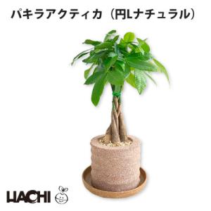 ふるさと納税 知立市 アクアプラントポット 円L パキラ アクティカ
