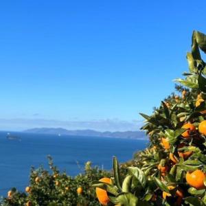 ふるさと納税 八幡浜市 【プリプリ果肉】【訳あ...の詳細画像2
