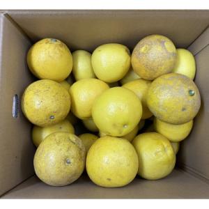 ふるさと納税 坂出市 【先行受付2027年】訳あり文旦(ぶんたん)約9kg