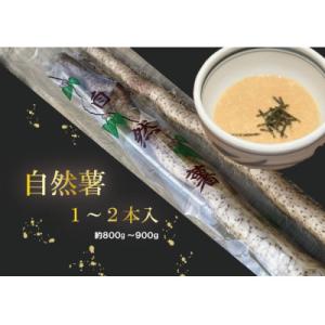 ふるさと納税 八千代市 【12月より順次発送】自然薯 1〜2本入り(約800g〜900g)