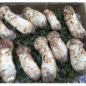ふるさと納税 田野畑村 【訳あり・ミックスサイズ】　200g　岩手県産　天然松茸　【数量・期間限定】