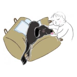 ふるさと納税 美唄市 ペット(犬・猫)用介護ク...の詳細画像2