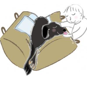 ふるさと納税 美唄市 ペット(犬・猫)用介護ク...の詳細画像2