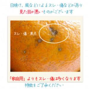 ふるさと納税 松山市 【1月中旬から順次発送】...の詳細画像2