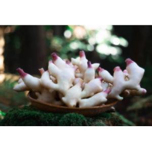 ふるさと納税 宮津市 2026年10月旬頃発送分　京の秋　新生姜3kg(土付)　栽培期間中農薬・化学...