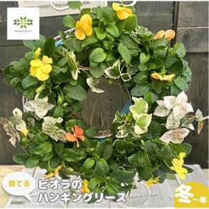 ふるさと納税 藤枝市 パンジー・ビオラとアリッサ...の商品画像