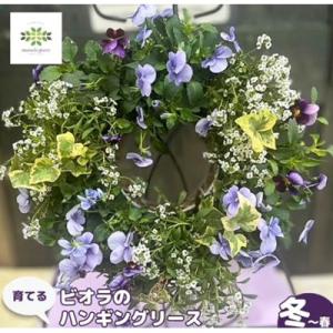 ふるさと納税 藤枝市 パンジー・ビオラとアリッ...の詳細画像1