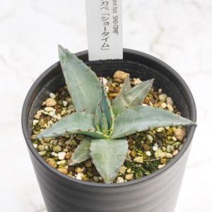 【NAUGHTY BOY品】アガベ オリザバ　鉢ごと　5子株付き NAUGHTY BOY品】アガベ オリザバ 鉢ごと 5子株付き NAUGHTY BOY様専用