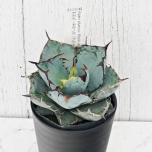 ふるさと納税 伊予市 アガベ「ショー・タイム(Sho-Time)」(オバティ