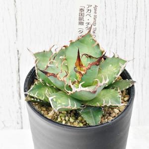 ふるさと納税 伊予市 アガベ・チタノタ「泰国凱撒...の商品画像