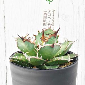 ふるさと納税 伊予市 アガベ・チタノタ「泰国凱...の詳細画像2