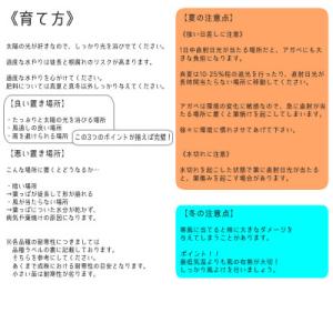 ふるさと納税 伊予市 アガベ・チタノタ「泰国凱...の詳細画像3